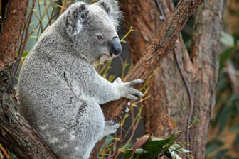 Ein Koala auf einem Baum: Koalas leben fast ausschließlich auf Bäumen – und auf keinem anderen Kontinent als in Australien. (Archivbild)