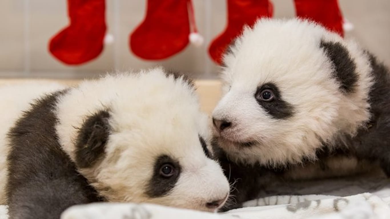 Neues vom Panda-Nachwuchs im Zoo
