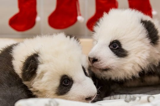 Neues vom Panda-Nachwuchs im Zoo