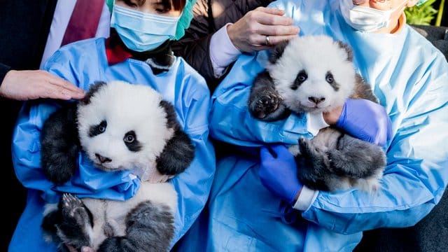 Die Panda-Zwillings-Männchen "Meng Yuan" (l) und "Meng Xiang" im Berliner Zoo.