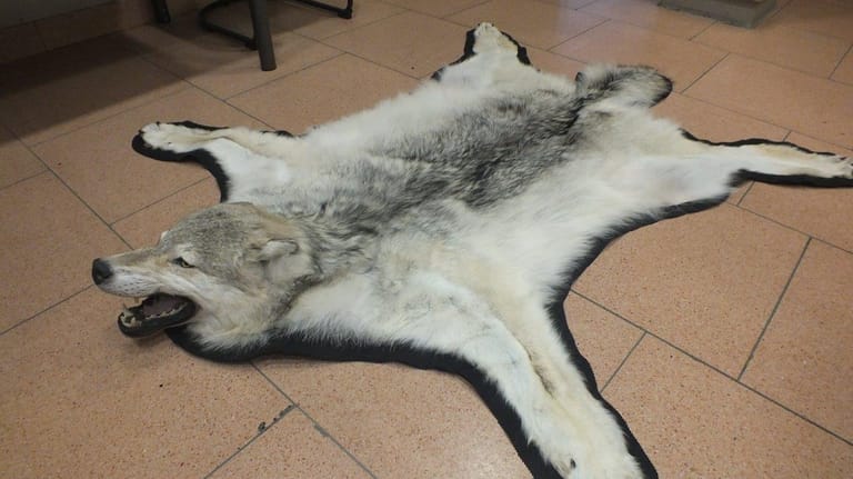Ausgebreitetes Wolfsfell: Häufig beschlagnahmt der Zoll lebende Tiere – doch auch ausgestopfte Exemplare und Felle gehören immer wieder zu den Funden.