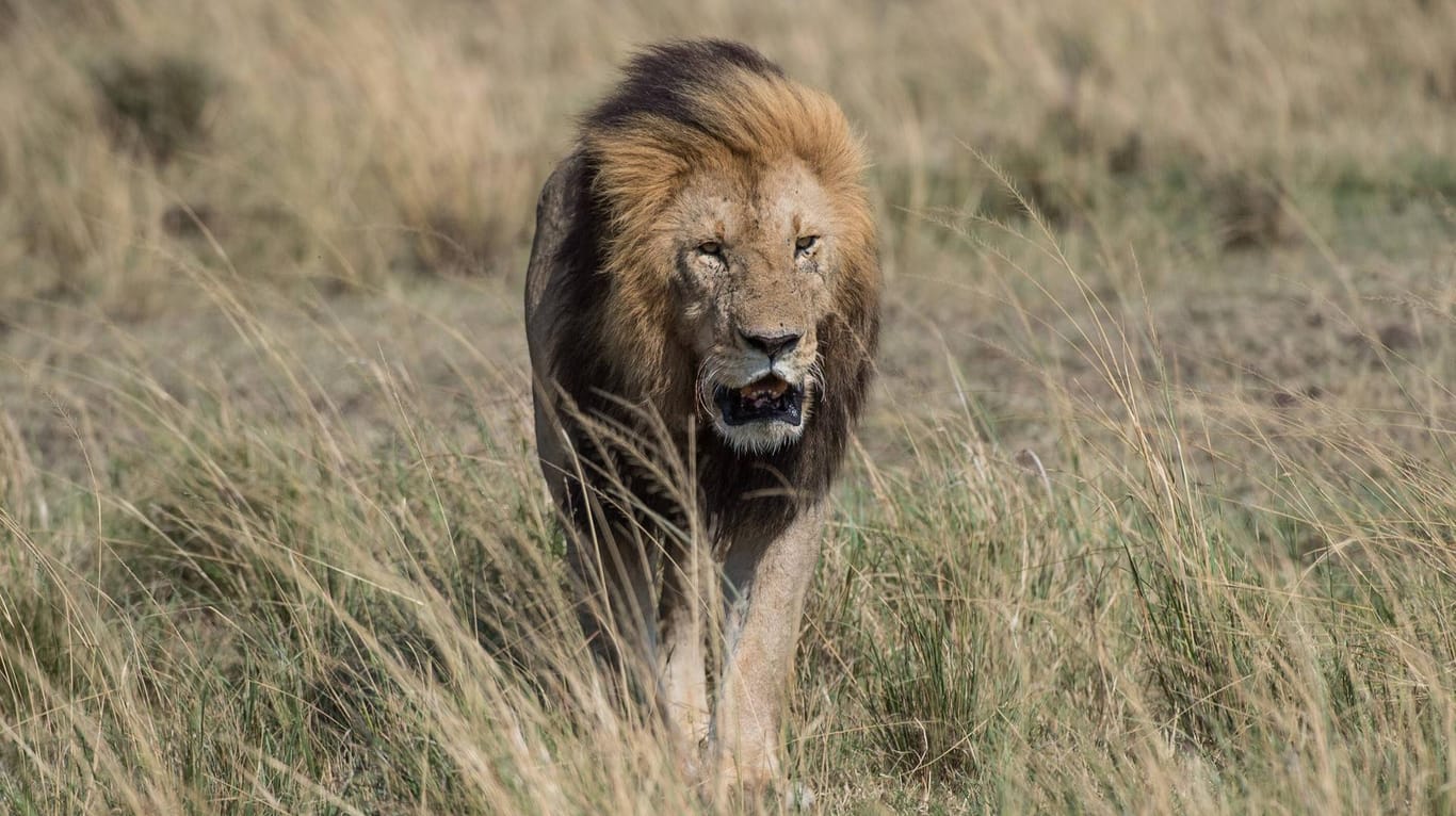 Ein Löwe im Nairobi-Nationalpark: Auf der Suche nach Jagdräumen verirren sich die Raubkatzen vermehrt in Siedlungsgebiete.