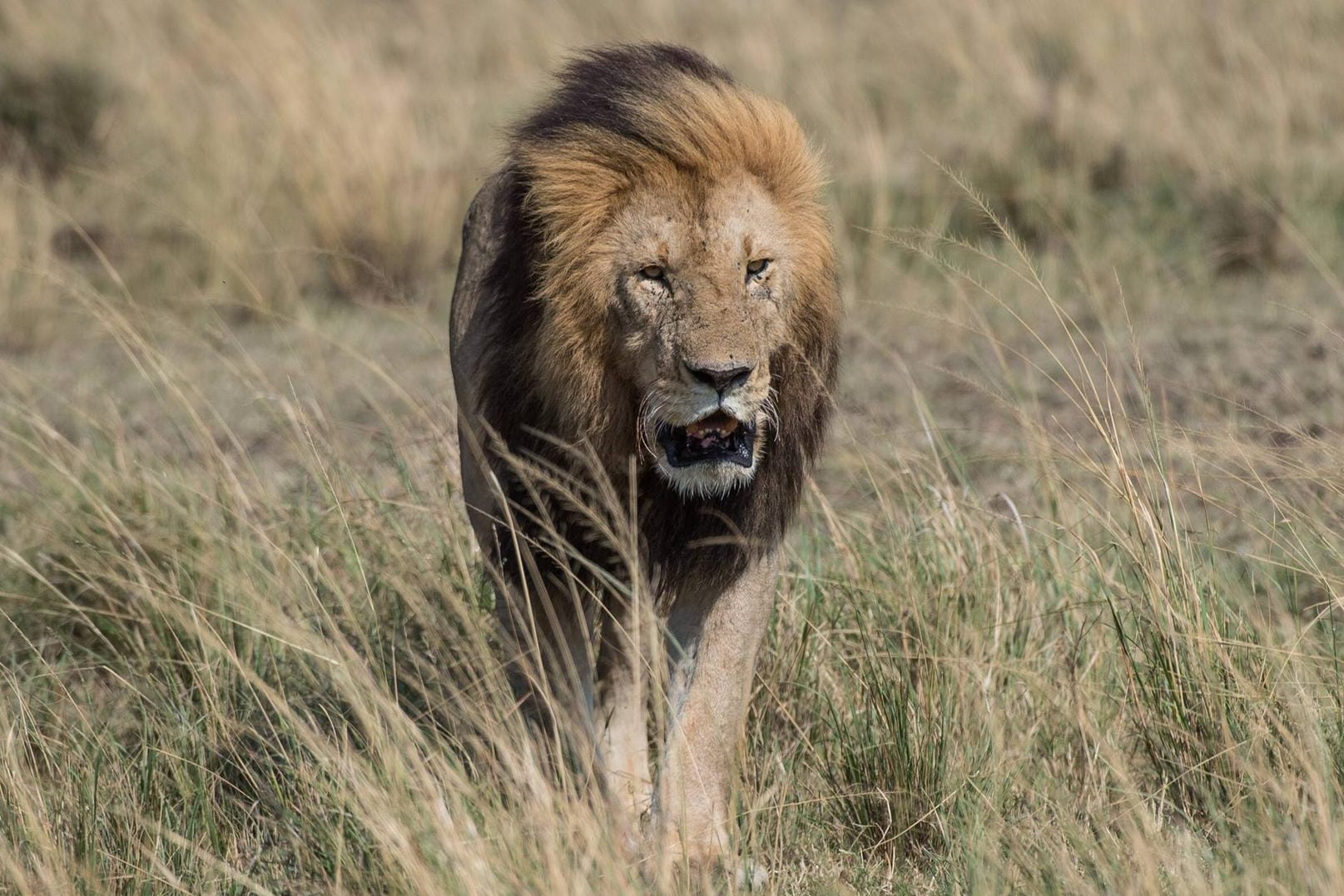 Ein Löwe im Nairobi-Nationalpark: Auf der Suche nach Jagdräumen verirren sich die Raubkatzen vermehrt in Siedlungsgebiete.