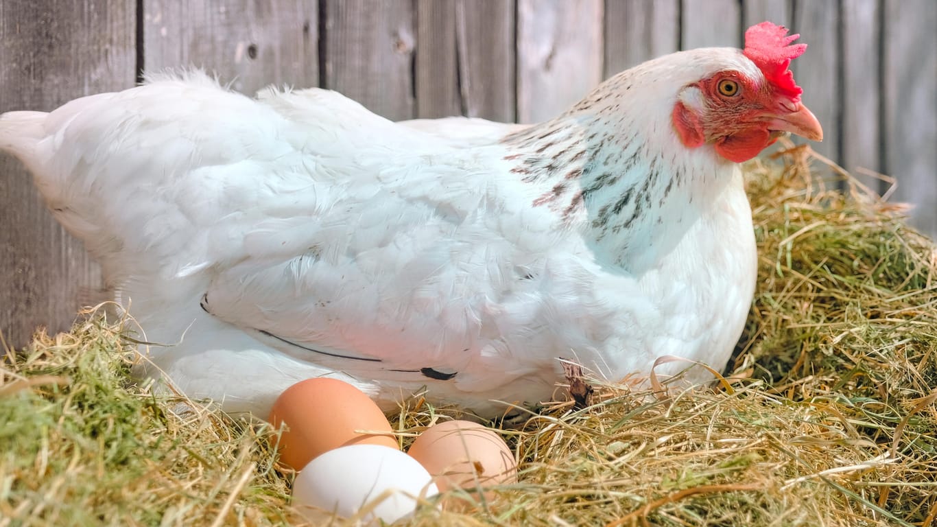 Ein Huhn mit Eiern: Vor allem hinter XL-Eiern steckt häufig Tierquälerei.