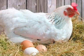 Ein Huhn mit Eiern: Vor allem hinter XL-Eiern steckt häufig Tierquälerei.