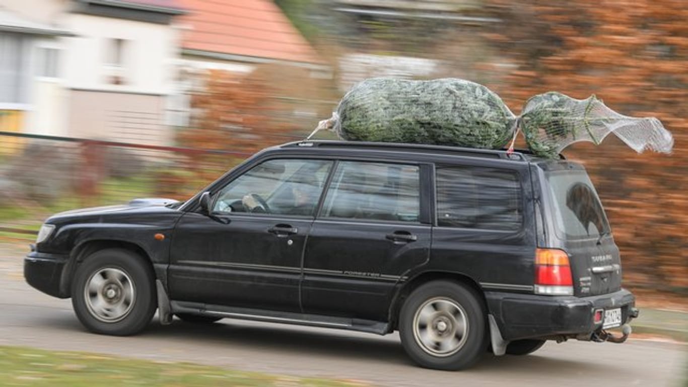 Sieht schon ganz gut aus: Kommt der Weihnachtsbaum aufs Autodach, sollte er mit der Spitze nach hinten an den Gepäckträgern fixiert werden.