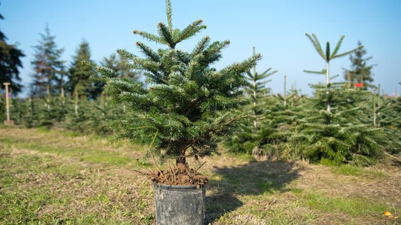 Ob der Weihnachtsbaum im Topf nach dem Fest im Garten überlebt, hängt von seiner Produktionsweise und seiner Pflege im Haus ab.