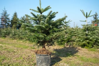 Ob der Weihnachtsbaum im Topf nach dem Fest im Garten überlebt, hängt von seiner Produktionsweise und seiner Pflege im Haus ab.