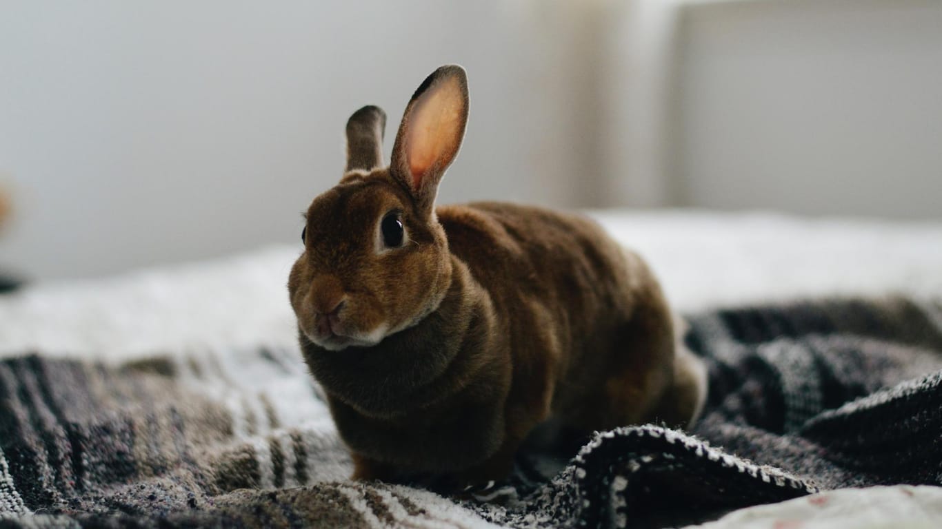 Ein Kaninchen auf einer Decke: Bei der Bundeskaninchenschau zeigen Züchter ihre Tiere.