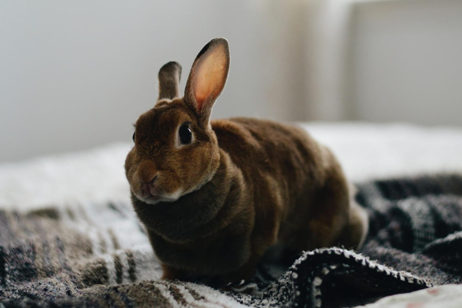 Ein Kaninchen auf einer Decke: Bei der Bundeskaninchenschau zeigen Züchter ihre Tiere.