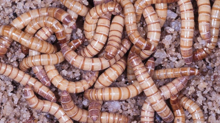 Mehlwurm-Larven: Noch sind sie nicht offiziell in Europa als Futter für Schweine oder Hühner zugelassen, doch schon bald könnten Mehlwürmer und andere Insekten einen wichtigen Beitrag für die nachhaltige Tierzucht leisten.