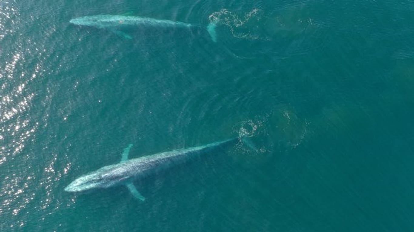 Obwohl Blauwale die größten Tiere der Erde sind, ernähren sie sich von winzigem Plankton.