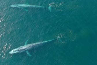 Obwohl Blauwale die größten Tiere der Erde sind, ernähren sie sich von winzigem Plankton.