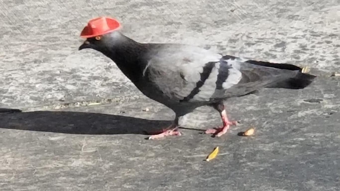 Ein Twitter-User fotografierte den Vogel auf dem Heimweg: Cluck Norris ist vor etwa einer Woche in Las Vegas aufgetaucht. Er ist eine Taube und trägt einen roten Cowboyhut.