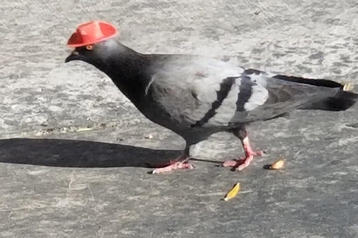 Ein Twitter-User fotografierte den Vogel auf dem Heimweg: Cluck Norris ist vor etwa einer Woche in Las Vegas aufgetaucht. Er ist eine Taube und trägt einen roten Cowboyhut.