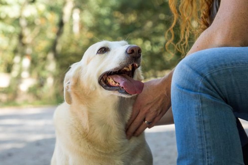 Eine Person streichelt einen Hund: Für Haustiere, die aus beruflichen oder gesundheitlichen Gründen gehalten werden, gelten andere Regeln.