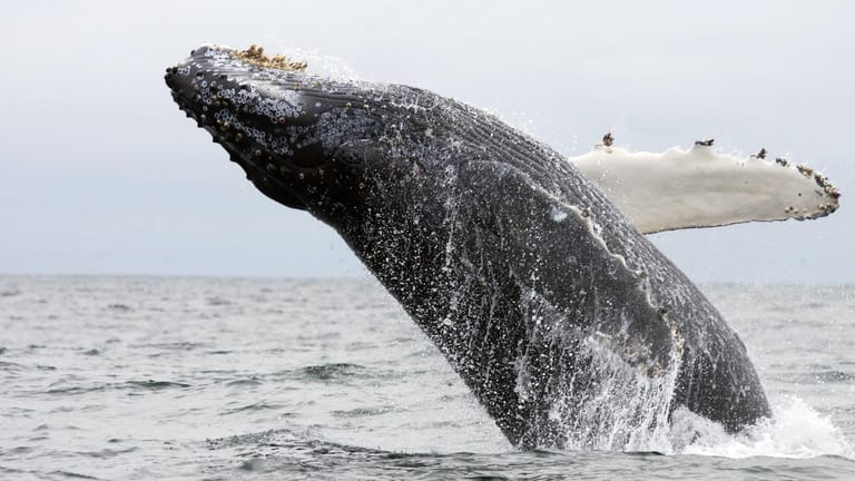 Ein Buckelwal in freier Wildbahn (Symbolbild): In Kanada ist es seit 2018 verboten, sich Walen auf weniger als hundert Meter zu nähern.