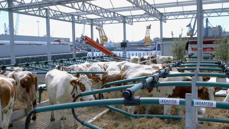 Kühe der Rinderrasse Montbéliard: Die Tiere werden nur von zwei Mitarbeitern betreut – den Rest erledigen Roboter.