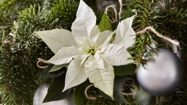 Weihnachtssterne lassen sich als Dekoration zum Beispiel an den Weihnachtsbaum binden.