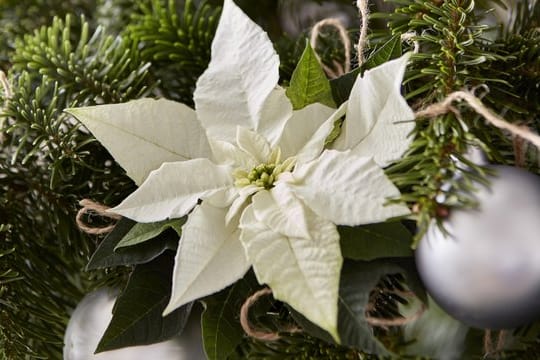 Weihnachtssterne lassen sich als Dekoration zum Beispiel an den Weihnachtsbaum binden.