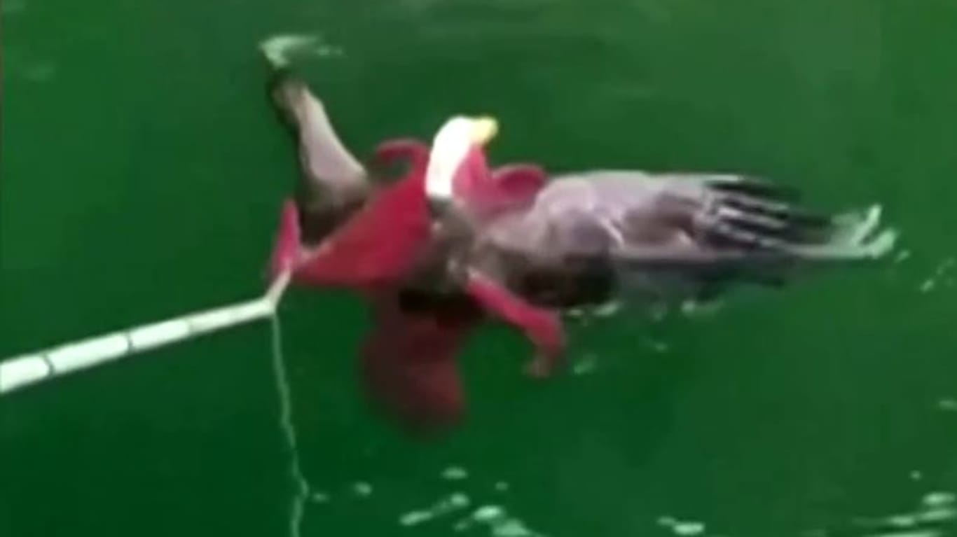 Ein Bild des Kampfes im Wasser: Nur mit menschlicher Hilfe konnte sich der Adler aus der Gewalt des Krakens befreien (Screenshot).