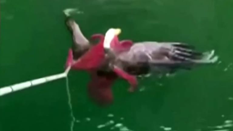 Ein Bild des Kampfes im Wasser: Nur mit menschlicher Hilfe konnte sich der Adler aus der Gewalt des Krakens befreien (Screenshot).