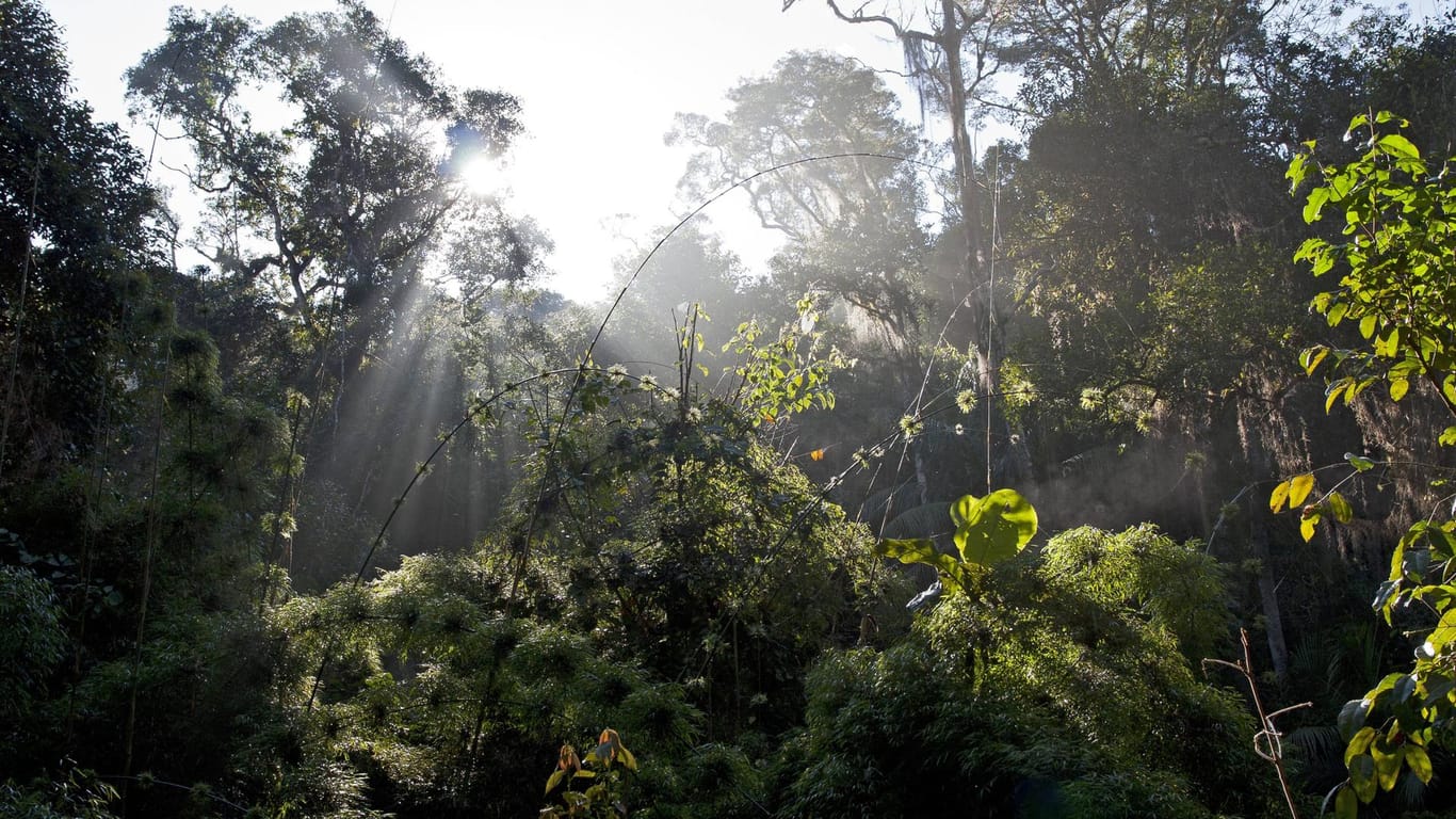 Der brasilianische Regenwald (Symbolbild): Allein im November wurden 563 Quadratkilometer Regenwald zerstört.