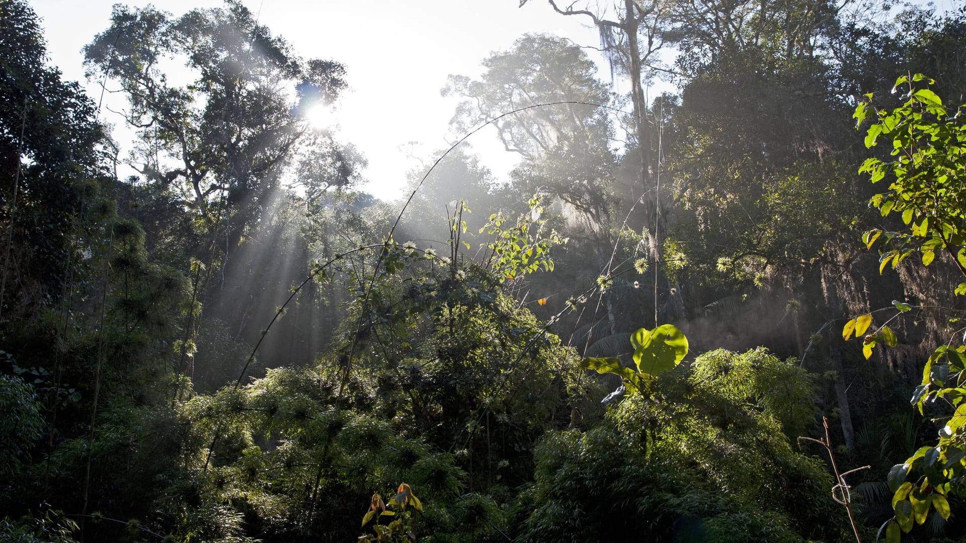 Der brasilianische Regenwald (Symbolbild): Allein im November wurden 563 Quadratkilometer Regenwald zerstört. Der brasilianische Regenwald (Symbolbild): Allein im November wurden 563 Quadratkilometer Regenwald zerstört.