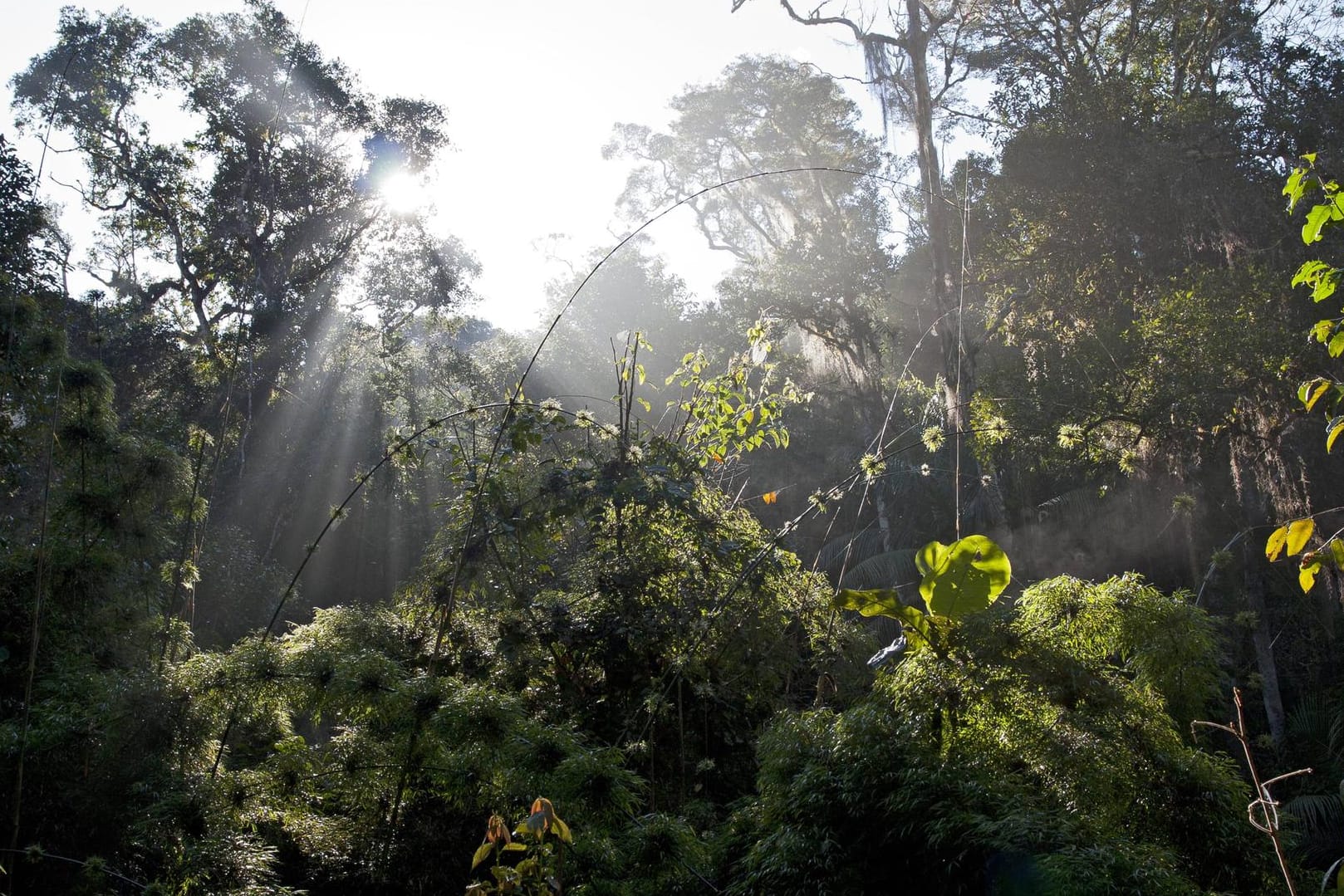 Der brasilianische Regenwald (Symbolbild): Allein im November wurden 563 Quadratkilometer Regenwald zerstört.