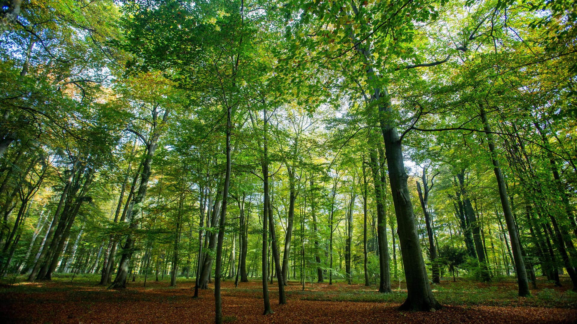 Ein Wald in Ludwigslust, Mecklenburg-Vorpommern: Vier der Gemeinden, die deutschlandweit den größten Waldanteil haben, liegen in Niedersachsen und Hessen.