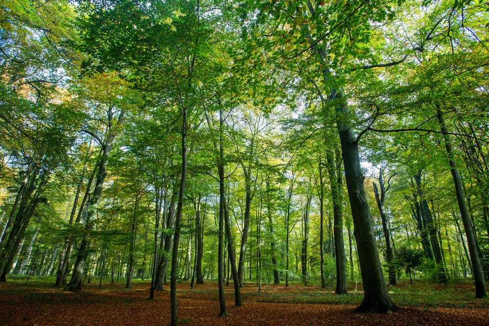 Ein Wald in Ludwigslust, Mecklenburg-Vorpommern: Vier der Gemeinden, die deutschlandweit den größten Waldanteil haben, liegen in Niedersachsen und Hessen.