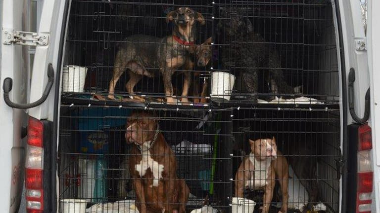 Hunde im Auto: Die Tiere wurden illegal transportiert.