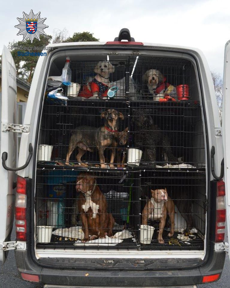 Hunde im illegalen Tiertransporter: 30 Tiere wurden von der Polizei gerettet.