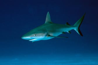 Ein junger Hai (Symbolfoto): Gerade in Asien gibt es eine hohe Nachfrage nach den Meerestieren.
