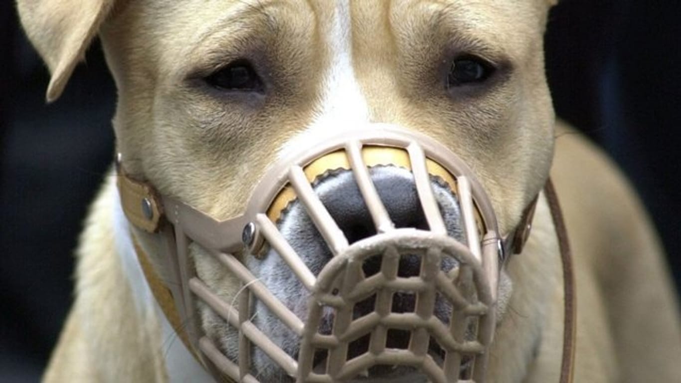 Mit Leine und Maulkorb: Ein American-Staffordshire-Terrier bei einer Demonstration von Hundehaltern.