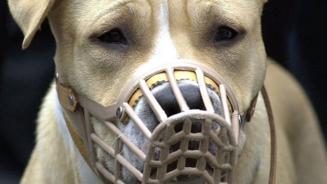 Mit Leine und Maulkorb: Ein American-Staffordshire-Terrier bei einer Demonstration von Hundehaltern. Mit Leine und Maulkorb: Ein American-Staffordshire-Terrier bei einer Demonstration von Hundehaltern.