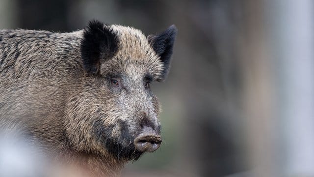 Ein Wildschwein: Auch in anderen Bundesländern wurden bereits Zäune angeschafft, aber noch nicht aufgebaut – etwa in Mecklenburg-Vorpommern und Sachsen-Anhalt.