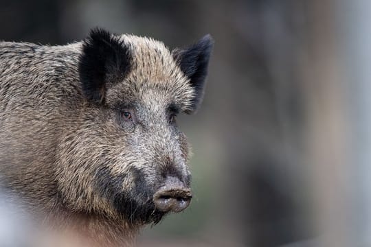 Ein Wildschwein: Auch in anderen Bundesländern wurden bereits Zäune angeschafft, aber noch nicht aufgebaut – etwa in Mecklenburg-Vorpommern und Sachsen-Anhalt.