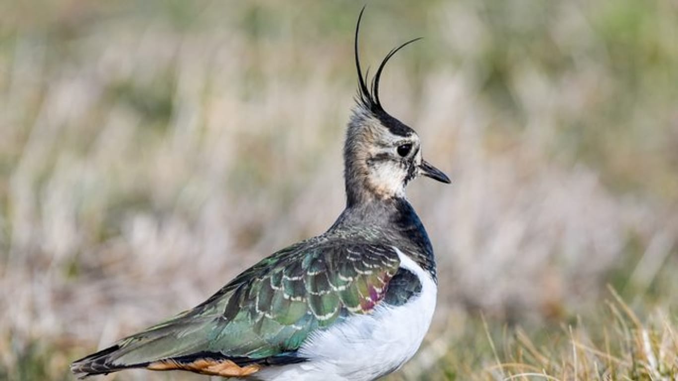 Ein Drittel der Vogelarten ist laut Vogelschutzbericht in den vergangenen zwölf Jahren im Bestand zurückgegangen, unter anderem der Kiebitz.