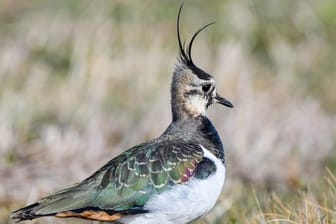 Ein Drittel der Vogelarten ist laut Vogelschutzbericht in den vergangenen zwölf Jahren im Bestand zurückgegangen, unter anderem der Kiebitz.