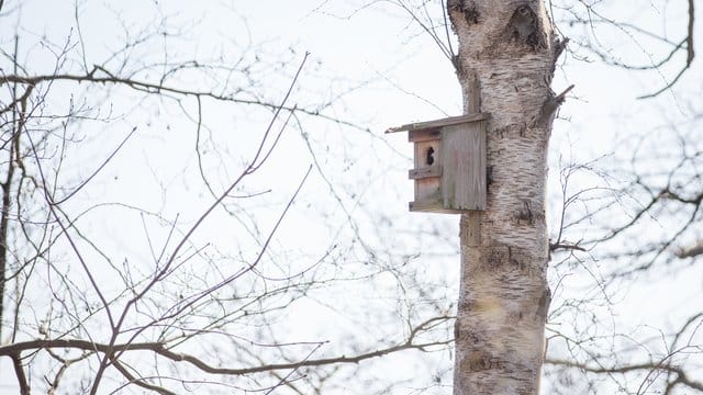 Nistkästen sind im Winter ein beliebter Unterschlupf für andere Tiere.