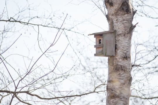 Nistkästen sind im Winter ein beliebter Unterschlupf für andere Tiere.