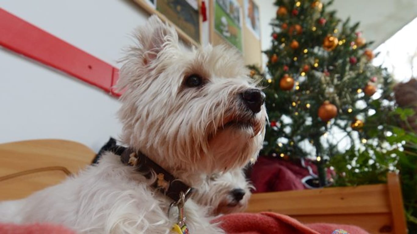 Ein West Highland Terrier sitzt in einem Tierheim vor einem geschmückten Weihnachtsbaum.