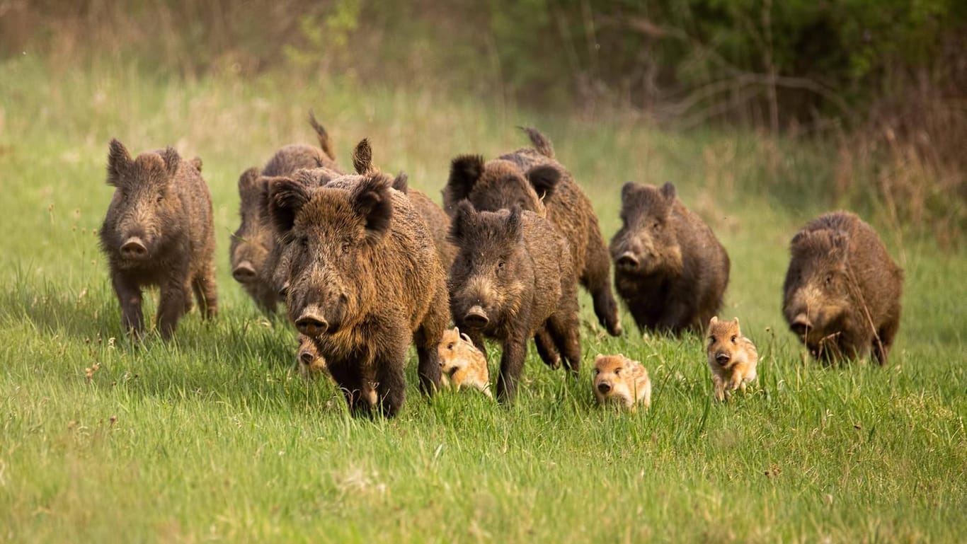 Eine Gruppe von Wildschweinen auf einer Wiese: Bei dem Unfall auf der A5 bei Bruchsal sind fünf Tiere getötet worden. (Symbolfoto)
