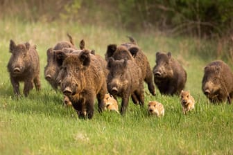 Eine Gruppe von Wildschweinen auf einer Wiese: Bei dem Unfall auf der A5 bei Bruchsal sind fünf Tiere getötet worden. (Symbolfoto)