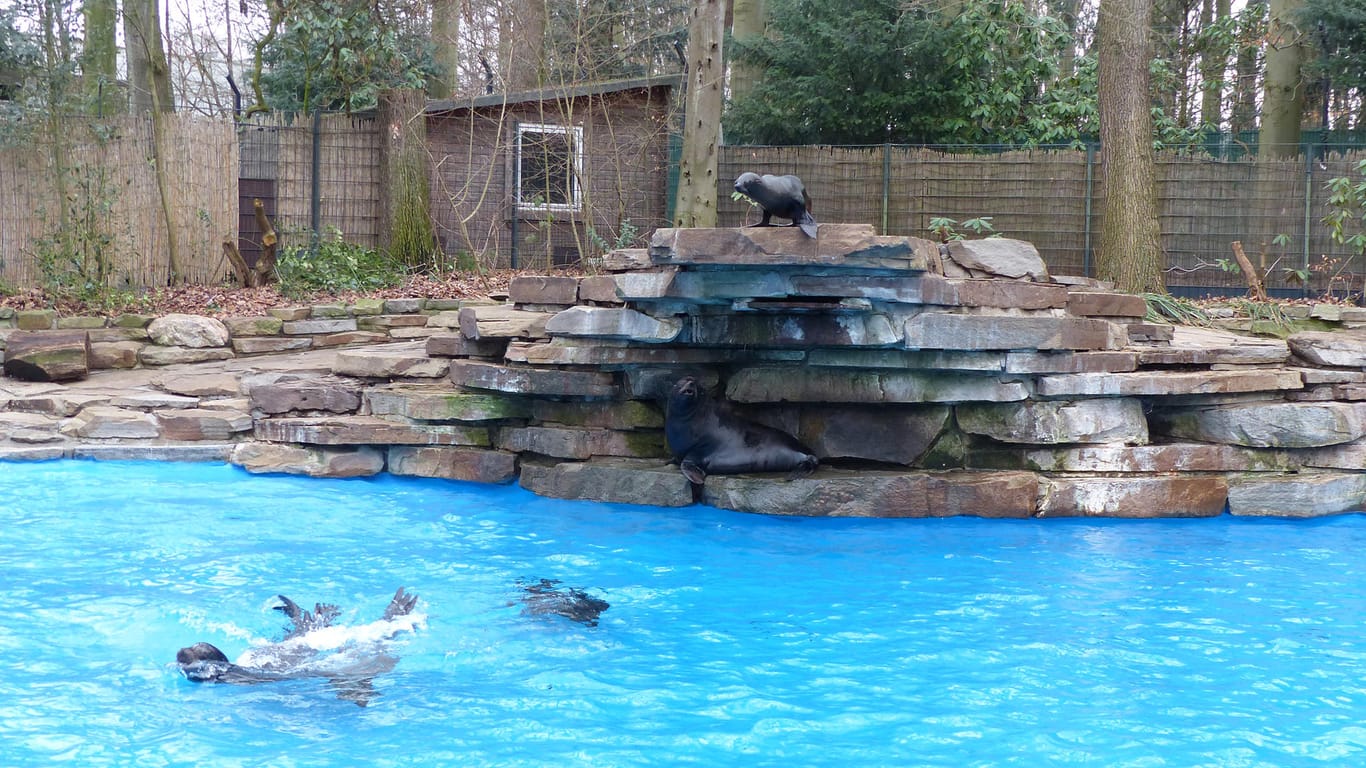 Robbenanlage im Dortmunder Zoo: Mehrere Robben sind hier am Toben.