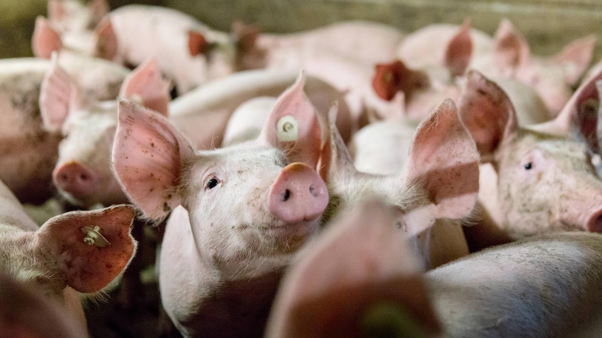 Schweine in einem konventionellen Mastbetrieb (Symbolbild): Gegen den Betreiber wird wegen Verstoßes gegen das Tierschutzgesetz ermittelt.