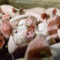 Schweine in einem konventionellen Mastbetrieb (Symbolbild): Gegen den Betreiber wird wegen Verstoßes gegen das Tierschutzgesetz ermittelt.