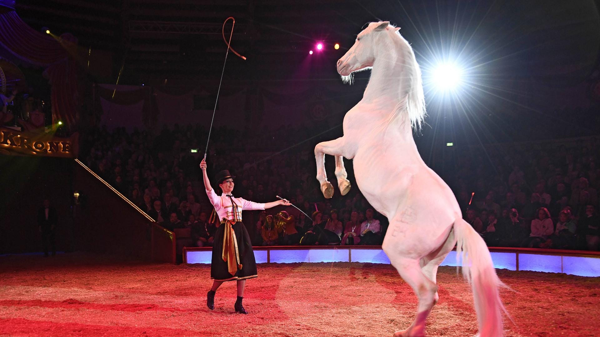 Ein Pferd in einer Zirkusmanage (Symbolbild): Dass Tiere immer noch im Zirkus gezeigt werden, stört Tierschützer weltweit.