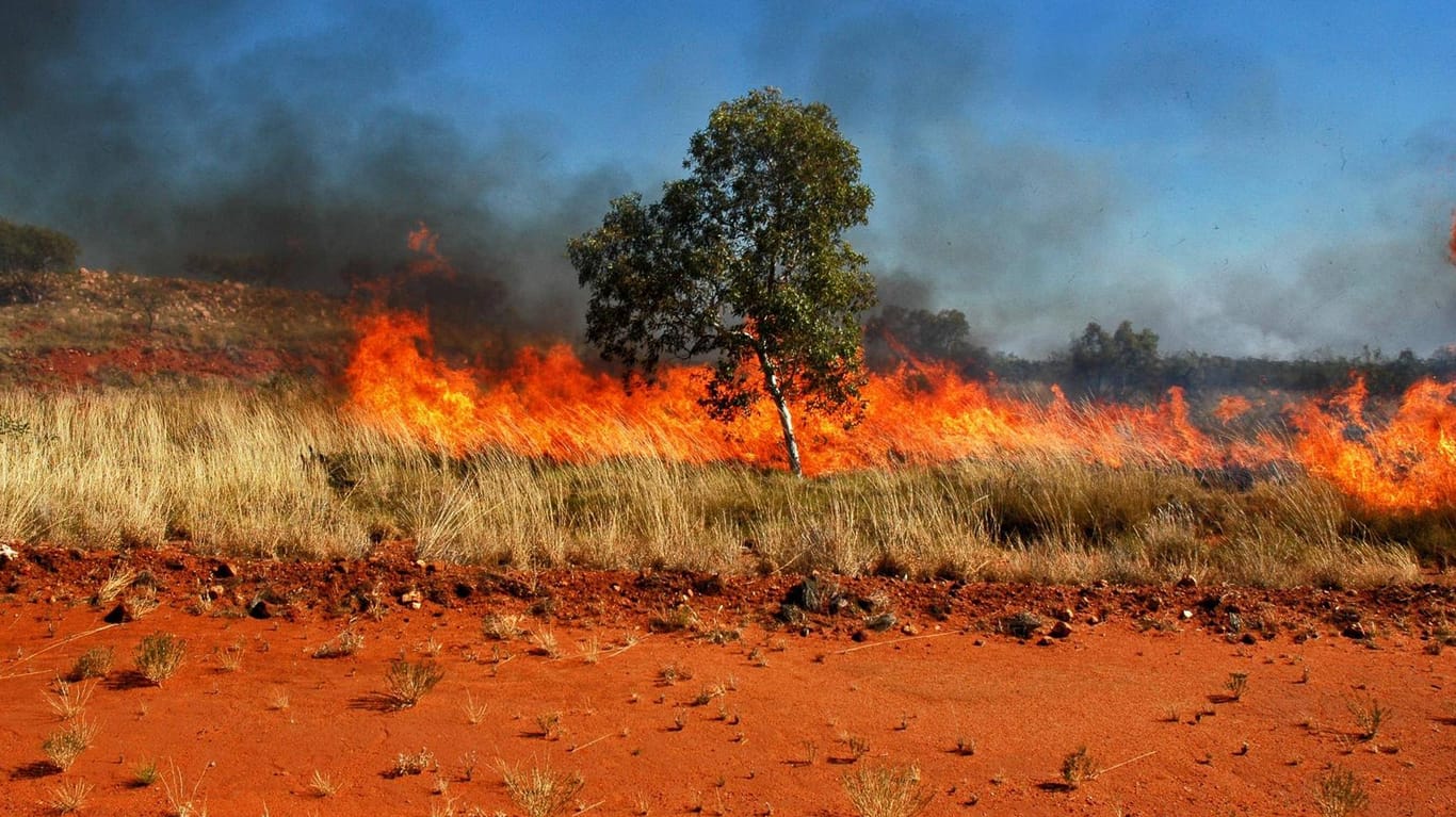 Buschbrand in Australien: Extreme Dürre und Hitze erschweren die Arbeit der Feuerwehrleute.
